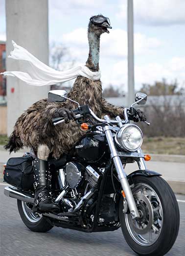 Emu Riding High  Funny Animals     Hope you're riding high on your birthday! 